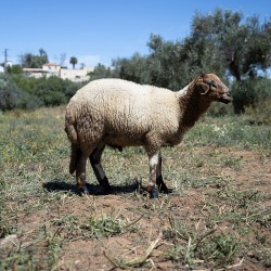 Mouton n°593