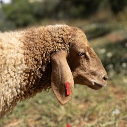 Mouton n°596