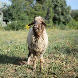 Mouton n°690