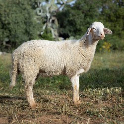 Mouton n°803