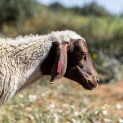 Mouton n°805