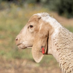 Mouton n°807