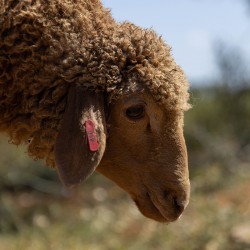 Mouton n°810