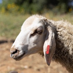 Mouton n°811