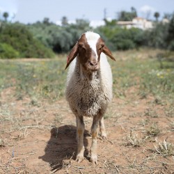 Mouton n°813