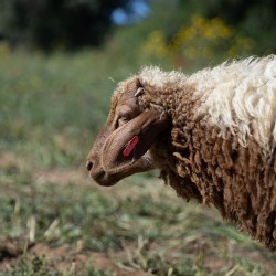 Mouton n°814