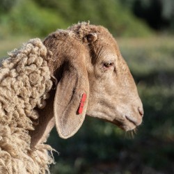 Mouton n°815