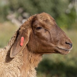 Mouton n°820