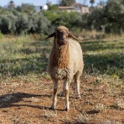 Mouton n°821