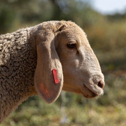 Mouton n°822