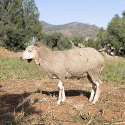 Mouton n°824