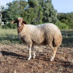 Mouton n°827