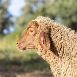 Mouton n°826