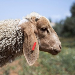 Mouton n°829