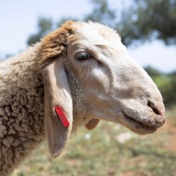 Mouton n°555