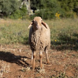 Mouton n°831