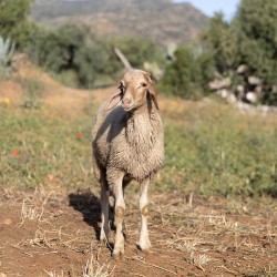 Mouton n°833