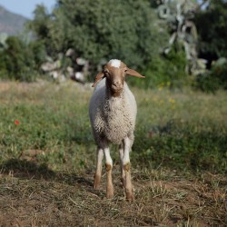 Mouton n°835