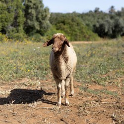Mouton n°849