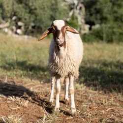 Mouton n°838