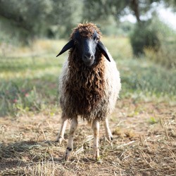 Mouton n°852