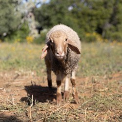 Mouton n°861