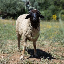 Mouton n°874