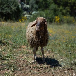 Mouton n°875