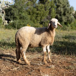 Mouton n°877