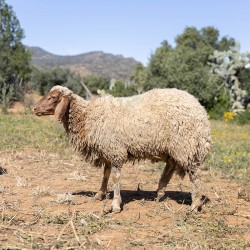 Mouton n°878