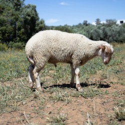 Mouton n°880