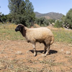 Mouton n°889