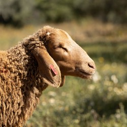 Mouton n°894