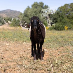 Mouton n°895