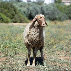 Mouton n°513