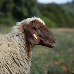 Mouton n°352