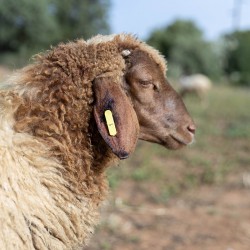 Mouton n°1