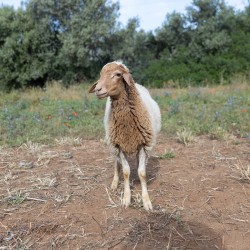 Mouton n°2