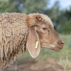 Mouton n°3