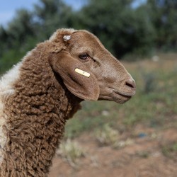 Mouton n°4