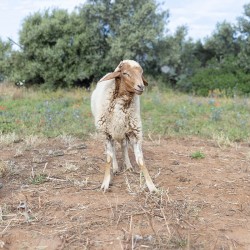 Mouton n°5
