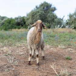 Mouton n°6