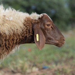 Mouton n°7