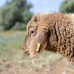 Mouton n°10