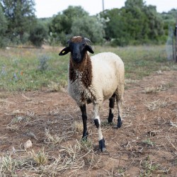 Mouton n°11