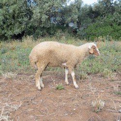 Mouton n°12