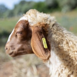 Mouton n°13