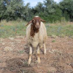 Mouton n°14