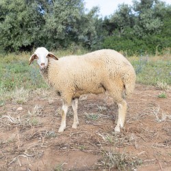 Mouton n°15