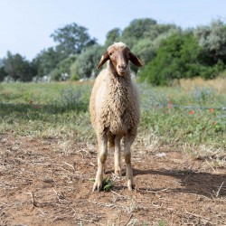 Mouton n°17